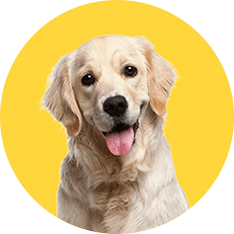 Dogs