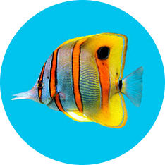Fishs